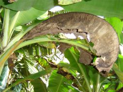 La Sigatoka negra infecta las hojas y como consecuencia de su mal estado no puede producir plátano de calidad. ID  /