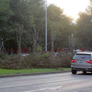 Vialidad no tiene video de poda ilegal