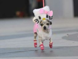 Los perros en Japón recorren las calles como si de una persona más se tratara. ESPECIAL  /