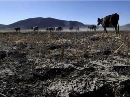 Brasil y México sufren un episodio de sequía y apuntó que esta ha afectado al 70 por ciento del territorio mexicano. ESPECIAL  /