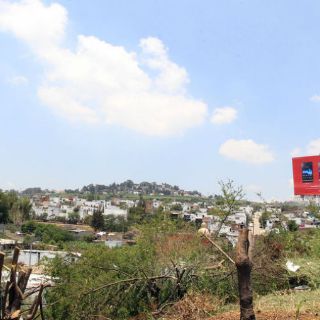 Guadalajara investiga nueva poda ilegal