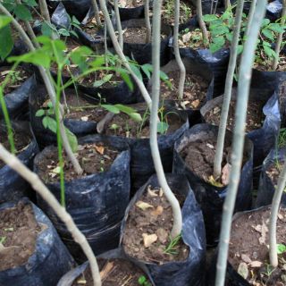 Red Árbol enviará recomendaciones a nuevos alcaldes