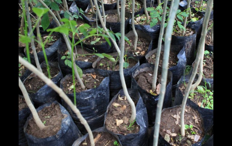 Consiguieron donación de árboles  para reforestar el camellón de Avenida Acueducto. ARCHIVO  /