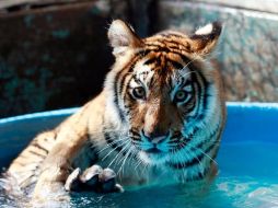 El tigre ''Albert'' será trasladado de manera definitiva al Zoológico Guadalajara. NTX  /
