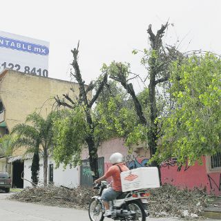 Investigan una poda ilegal en la Zona Industrial