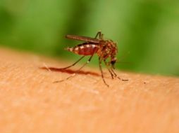 El Virus del Nilo Occidental se transmite por la picadura de un mosquito que lo adquiere al alimentarse de un ave infectada. ESPECIAL  /