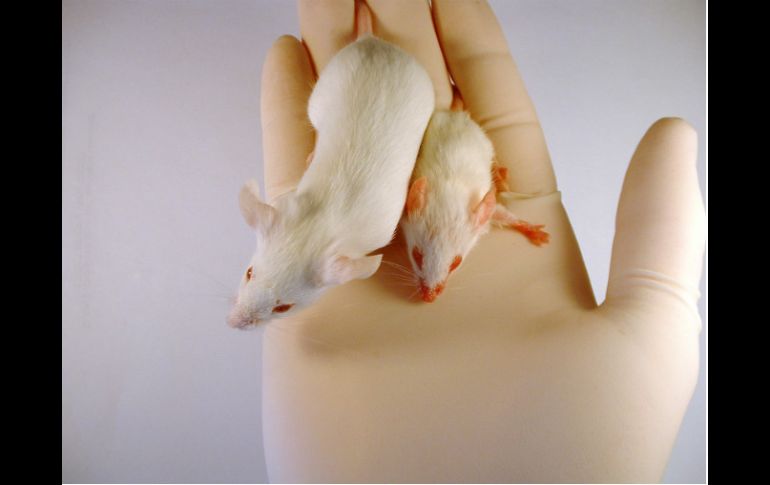 El síndrome de Dravet, trastorno con un caso por cada 20 mil nacimientos. ESPECIAL  /