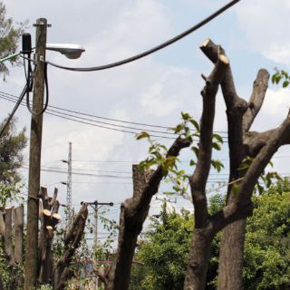 Guadalajara aumenta sanción por podas ilegales