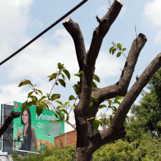 Funcionarios comparecerán en el Congreso por talas clandestinas