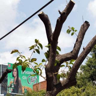 Aumentan multas por podas ilegales