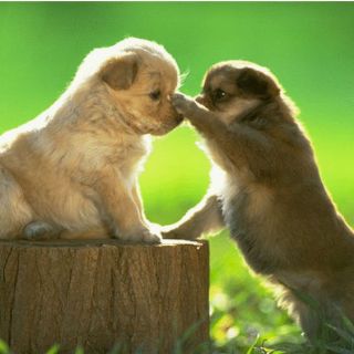 Lanza el FCE ''Más animales al natural, 3. Un zoológico portátil''