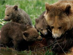 Los nacimientos en los últimos años han sido en su mayoría de hembras lo cual es favorable para la expansión. ESPECIAL  /