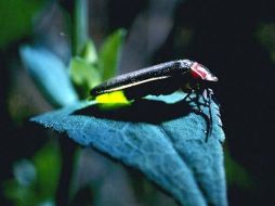 Un símbolo del amor en China, las luciérnagas también son buen negocio. ESPECIAL  /