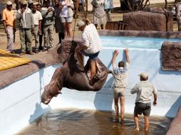 Los equipos de rescate sacan al hipopótamo. AP  /