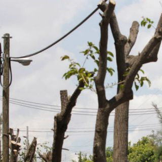 Guadalajara invertirá 450 mil pesos en reforestar Lázaro Cárdenas