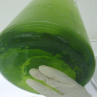 Purifican agua con algas marinas