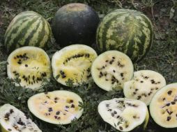Las semillas de las sandías amarillas se comercializan con el propósito de que no desaparezcan. ESPECIAL  /