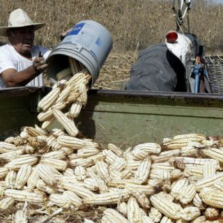 Sector pecuario demanda maíz amarillo transgénico