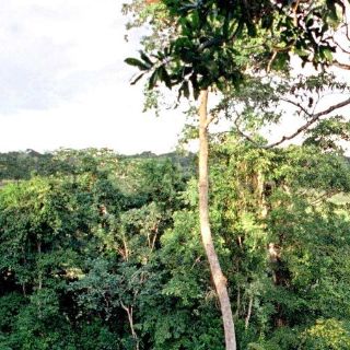 Consideran necesario el aprovechamiento de los bosques en Chiapas