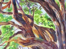 Naturaleza. El árbol del Tule es sin duda el atractivo más emblemático de esta población oaxaqueña.  /