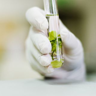 Analizan extractos vegetales con actividad anticancerígena