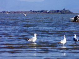 Los ataques de las gaviotas hacen que ballenas asomen menos su cabeza fuera del agua y que los turistas no puedan verlas. ARCHIVO  /