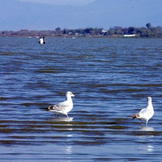 Planean eliminación de gaviotas por atacar ballenas