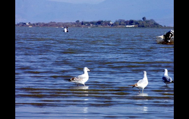 Los ataques de las gaviotas hacen que ballenas asomen menos su cabeza fuera del agua y que los turistas no puedan verlas. ARCHIVO  /