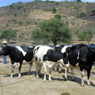 Hay 19 municipios en Jalisco con tuberculosis bovina