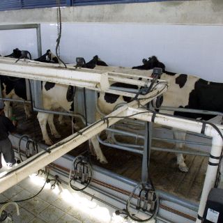 Reportan tuberculosis bovina en 19 municipios