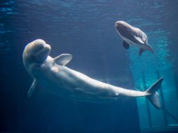 Por la facilidad de sobrevivir en acuarios, su expresividad y carácter, las belugas son muy populares. AP  /