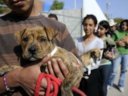 Habrá multas a quien maltrate animales de 600 a 18 mil pesos. ARCHIVO  /