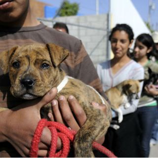 Aprueban Ley de Protección Animal