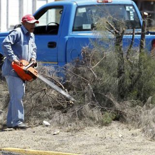 Multas por podas ilegales no tendrán descuentos
