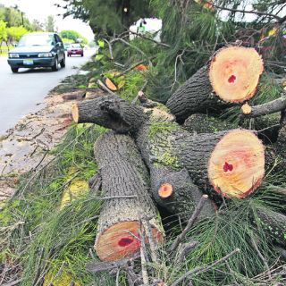 ''Medidas extremas'' contra tala ilegal