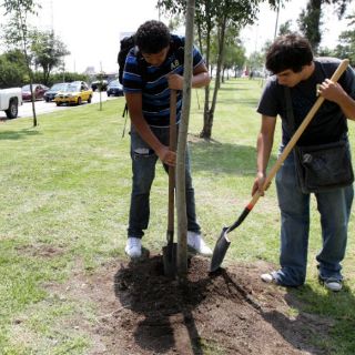 Comienza la reforestación de Lázaro Cárdenas