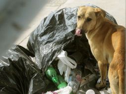 Se busca dotar de alimento a organizaciones dedicadas al cuidado de perros de la calle. ARCHIVO  /