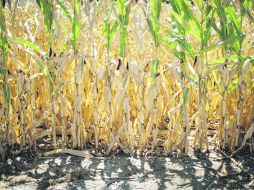 Daños a la vista.- Los fuertes calores de este verano en Estados Unidos han provocado graves perjuicios a las siembras de maíz.AFP  /