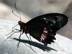 El riesgo se reduce para los invertebrados con mayor capacidad de moverse, como las mariposas. ARCHIVO  /