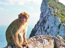 Paisajes naturales. Un orgulloso macaco parece que sabe que lo retratan y posa frente al Peñon de Gibraltar. ESPECIAL  /