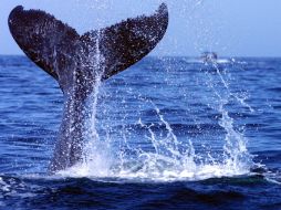 El 90 por ciento de la población de ballenas jorobadas se concentra en los archipiélagos brasileños. ARCHIVO  /