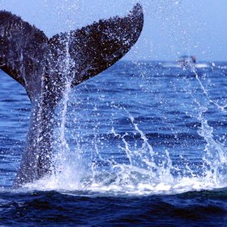 Ballenas jorobadas triplican su población en Brasil