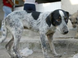 Un gran número de perros es abandonado a su suerte a los peligros de la calle por personas irresponsables. ARCHIVO  /