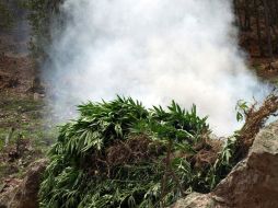 Los elementos militares trabajaron en coordinación con la PEP para destuír a mano e incinerando el sembradío. ARCHIVO  /