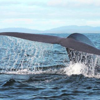 La población de ballenas jorobadas se triplica en Brasil en una década