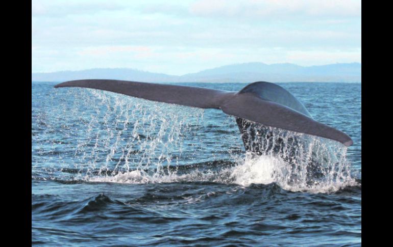 Por diez. En 1966 se calculaba en mil, las ballenas en costas de Brasil. Ahora se estima existen 10 mil.  ESPECIAL  /