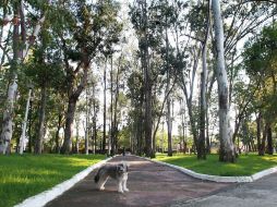 La Organización Mundial de la Salud recomienda 10 mts cuadrados de aáreas verdes por habitante en la ZMG sólo hay 4.4 en promedio.  /