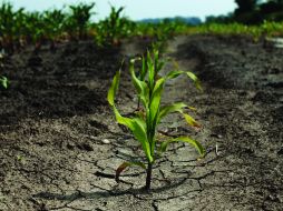 Con el estudio se podrá conocerpor qué hay especies resistentes a la sequía y desarrollar cultivos inmunes a este problema. ESPECIAL ID  /