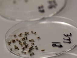 Aun no existen vacunas para prevenir las infecciones del Nilo Occidental, y no se han desarrollado medicamentos para tratarla. AP  /