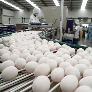 Anuncian crédito preferencial para avicultores